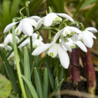 Double Snowdrop