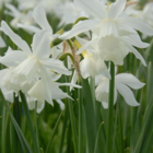 Thalia Narcissi