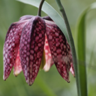 Snake's Head Fritillary