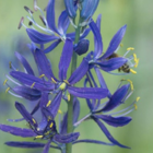 Camassia Quamash