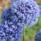 Caeruleum Allium