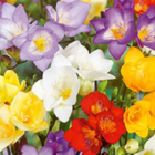 Single Mixed Freesia