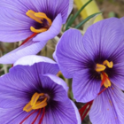 Sativus Saffron Crocus