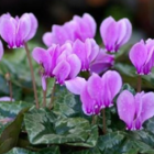 Wild Cyclamen