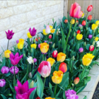 mixed tulip colours