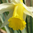 Wild Daffodil