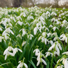 Single Snowdrop