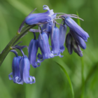 Bluebell