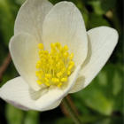 Wood Anemone