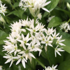 Wild Garlic