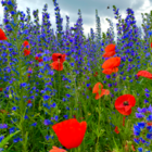 BSBP 100%: Bees and Butterfly Wildflower Seeds