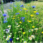 BSRE 100%: Restore & Enrich Wildflower Seeds