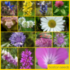 BSBP 100%: Bees and Butterfly Wildflower Seeds