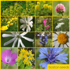 BSXP 100%: Dual Purpose Wildflower Seeds