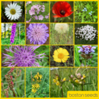 BSXP 100%: Dual Purpose Wildflower Seeds