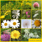 BSRE 100%: Restore & Enrich Wildflower Seeds