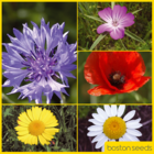 BS9P 100% Cornfield Annuals Wildflower Seeds