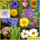 BS14P 100%: Wild Bird Wildflower Seeds