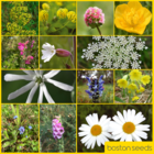 BS1P 100%: Traditional Wildflower Seeds