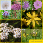 BS1P 100%: Traditional Wildflower Seeds