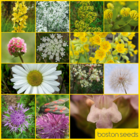 BS2P 100%: Chalk & Limestone Soils Wildflower Seeds