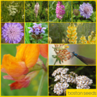 BS2P 100%: Chalk & Limestone Soils Wildflower Seeds