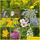 BS3P 100%: Dry, Sandy & Loam Soils Wildflower Seeds