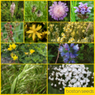 BS3P 100%: Dry, Sandy & Loam Soils Wildflower Seeds