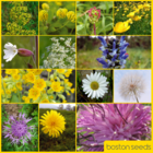 BS4P 100%: Loam & Alluvial Soils Wildflower Seeds