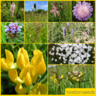 BS4P 100%: Loam & Alluvial Soils Wildflower Seeds