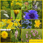 BS12P 100%: Low Growing Wildflower Meadow Seeds