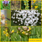 BS12P 100%: Low Growing Wildflower Meadow Seeds