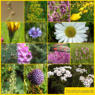 BS11P 100%: Acidic Soils Wildflower Seeds