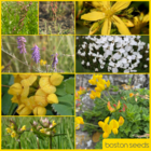 BS11P 100%: Acidic Soils Wildflower Seeds