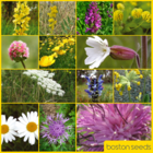 BS5P 100%: Heavy Clay Soils Wildflower Seeds