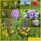 BS5P 100%: Heavy Clay Soils Wildflower Seeds