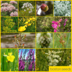 BS6P 100%: Wetland & Pond Edge Wildflower Seeds