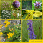 BS6P 100%: Wetland & Pond Edge Wildflower Seeds