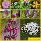 BS7P 100%: Hedgerow & Light Shade Wildflower Seed