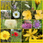 BS10P 100%: Coastal Areas Wildflower Seeds