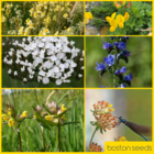 BS10P 100%: Coastal Areas Wildflower Seeds