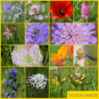 BSBP 100%: Bees and Butterfly Wildflower Seeds