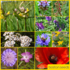 BSRE 100%: Restore & Enrich Wildflower Seeds