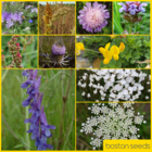 BS14P 100%: Wild Bird Wildflower Seeds