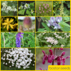 BS8P 100% Woodland & Heavy Shade Wildflower Seed