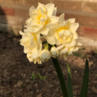 Bridal Crown Narcissi Bulbs