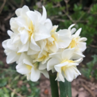 Bridal Crown Narcissi Bulbs