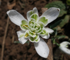 BS Double Snowdrop (Flore Pleno) Bulbs 'In The Green' (Galanthus nivalis f. pleniflorus)