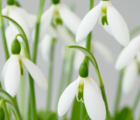 BS Giant Snowdrop Bulbs 'In The Green' (Galanthus elwesii)