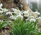 BS Double Snowdrop (Flore Pleno) Bulbs 'In The Green' (Galanthus nivalis f. pleniflorus)